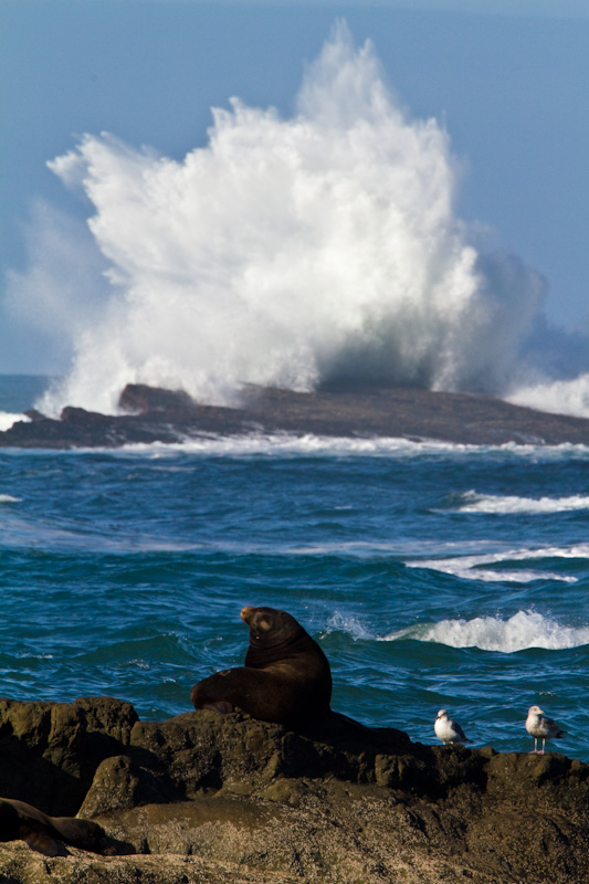 California Sea Lion And Breaking Waves